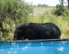 <a href= 'https://www.reves-afrique.ch/safari-botswana' target='_blank' class='white'>Botswana</a>, novembre 2014