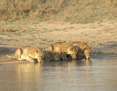 <a href= 'https://www.reves-afrique.ch/safari-afrique-du-sud' target='_blank' class='white'>Afrique du Sud</a> & <a href= 'https://www.reves-afrique.ch/safari-safari-zimbabwe/voyage-victoria-falls' target='_blank' class='white'>Victoria Falls</a>, octobre 2013