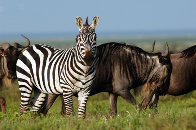 <a href= 'https://www.reves-afrique.ch/safari-tanzanie' target='_blank' class='white'>Tanzanie</a>, novembre 2024