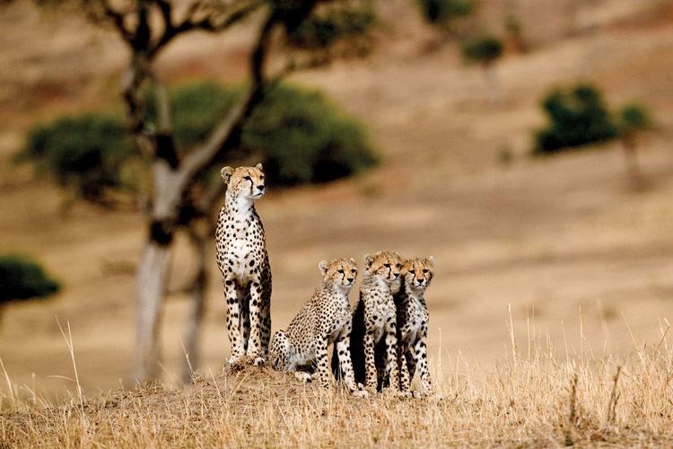 <a href= 'https://www.reves-afrique.ch/safari-tanzanie' target='_blank' class='white'>Tanzanie</a>, décembre 2025