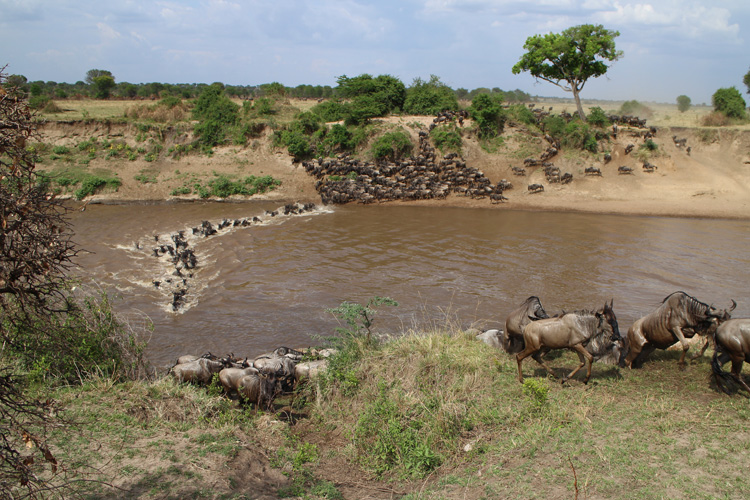 <a href= 'https://www.reves-afrique.ch/safari-tanzanie' target='_blank' class='white'>Tanzanie</a>, septembre 2024