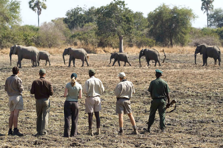 <a href= 'https://www.reves-afrique.ch/safari-safari-zambie/voyage-a-pied-luangwa-nkwali-nsefu' target='_blank' class='white'>Zambie</a>, août 2025
