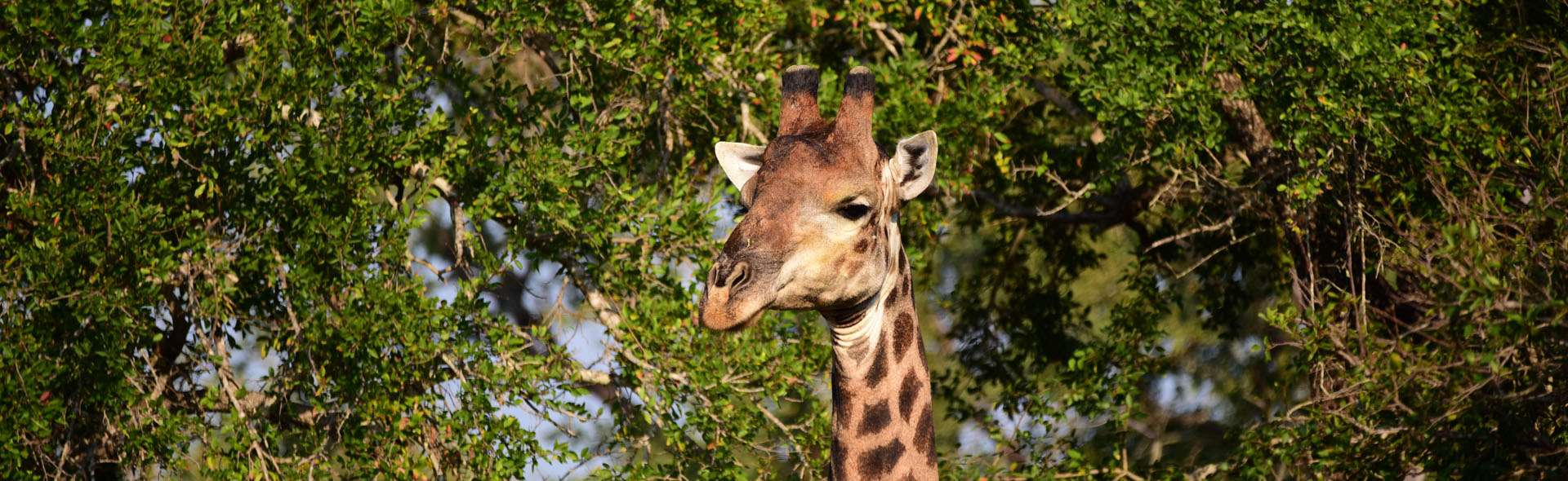 AFRIQUE DU SUD