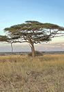<a href= 'https://www.reves-afrique.ch/safari-tanzanie' target='_blank' class='white'>Tanzanie</a>, février 2022