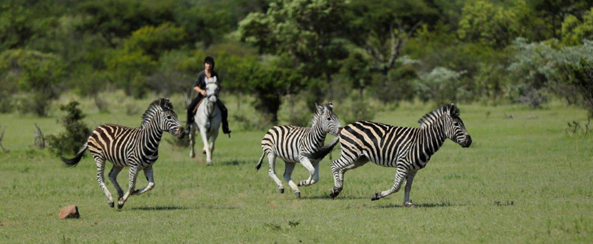 Safari a cheval Ant's