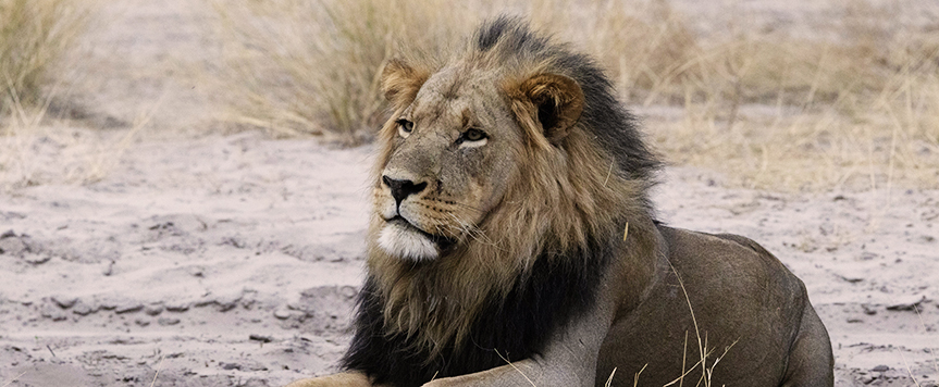 Lion du Kalahari