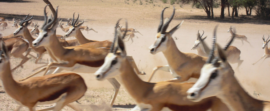 Springboks du Kgaglagadi