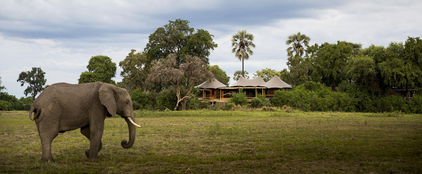 Eléphant devant Mombo Camp