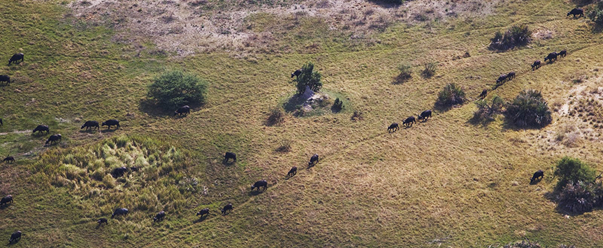 Buffles dans Moremi