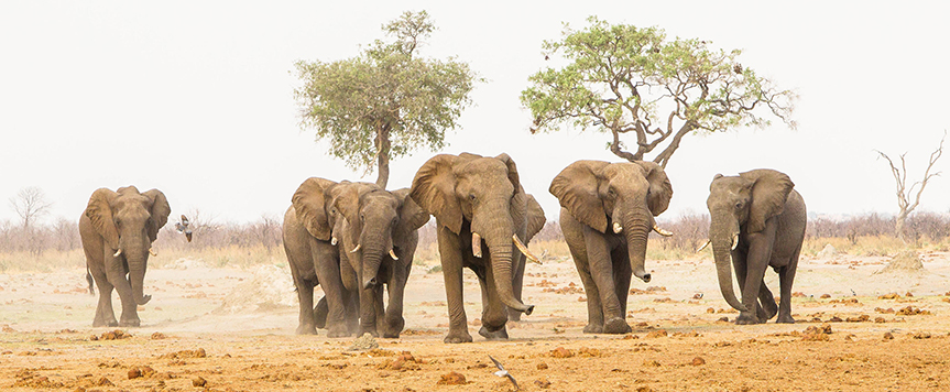 Eléphants à Savute
