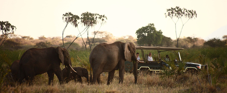 Eléphants à Meru