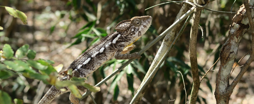 Caméléon à Kirindy