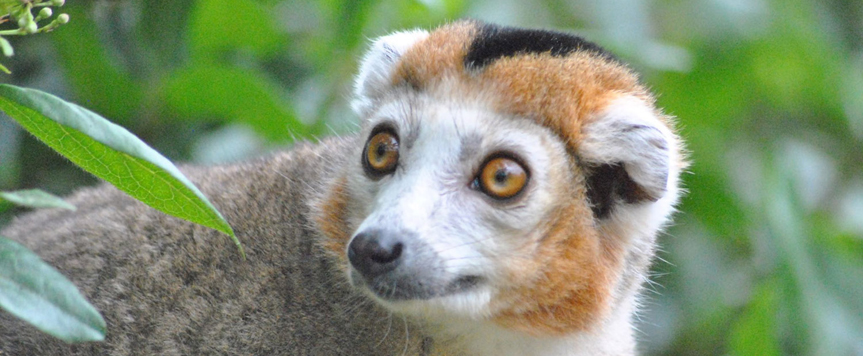 Crowned Lemur