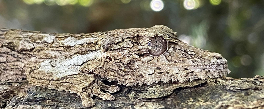 Uroplatus