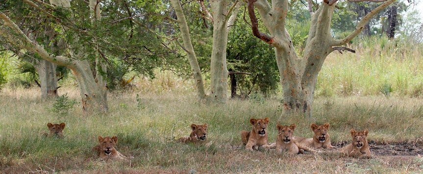Lions dans le parc national de Garongosa