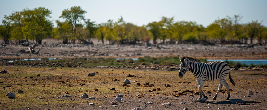 Safari Etosha