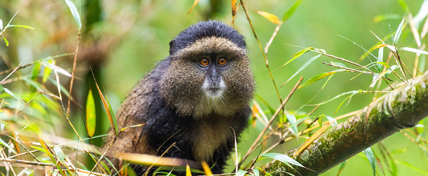 Golden Monkey