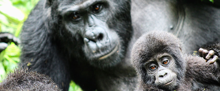 Bébé gorilles sous la pluie à Bwindi