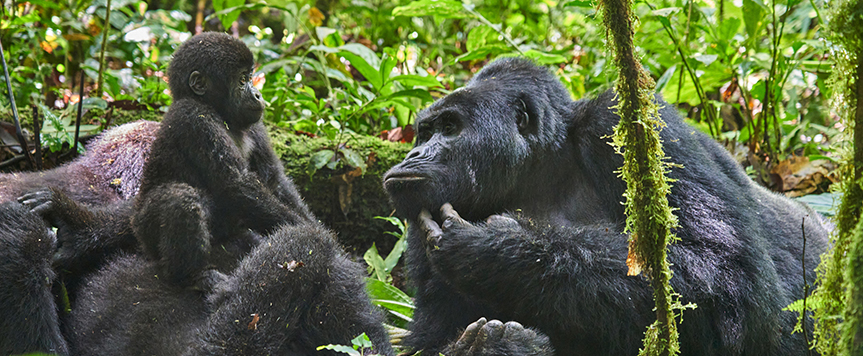 Approche d'une famille de gorille