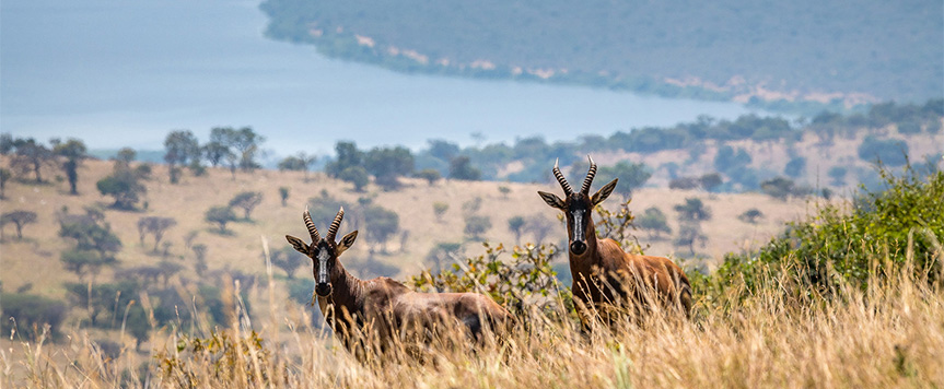Parc national de l'Akagera