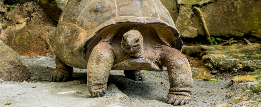Tortue géante