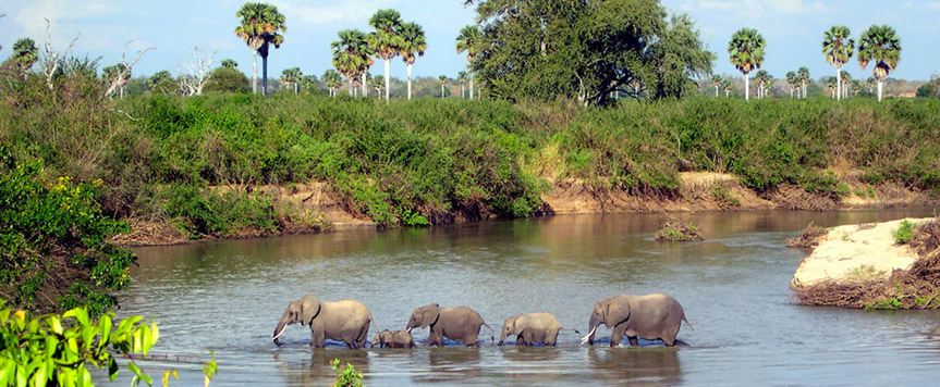 Elephants dans le Selous