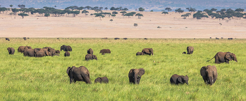 Elephants au Tarangire