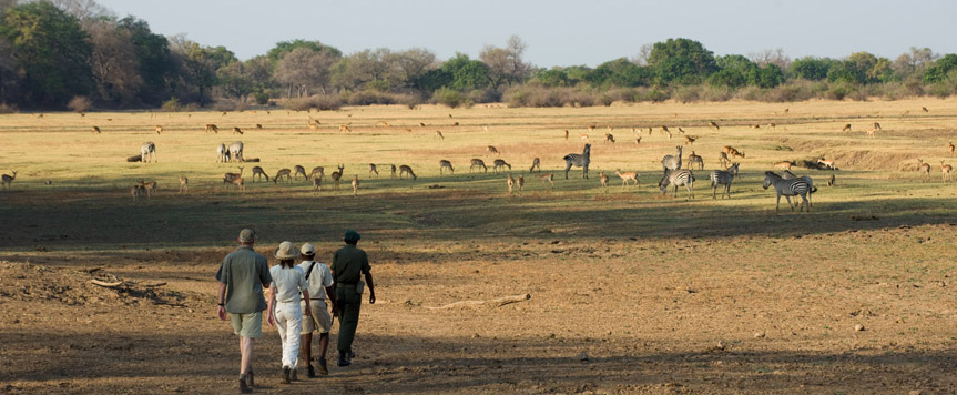 Safari à pied dans la Luangwa
