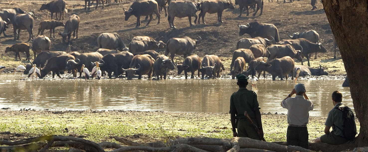 Safari à pied dans le South Luangwa