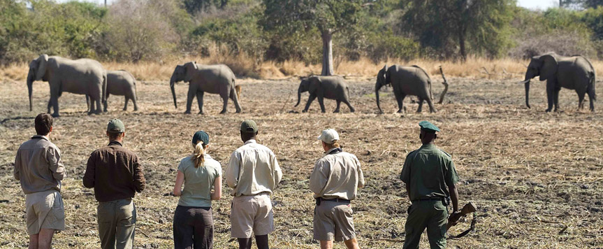 Safari à pied avec des éléphants