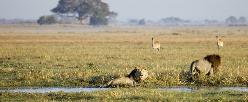 Busanga Plains