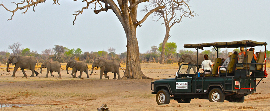 Safari à Bomani