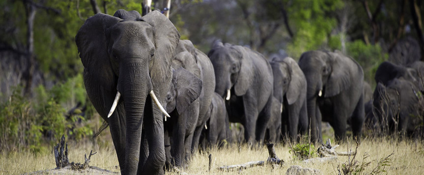 Elephants de Hwange