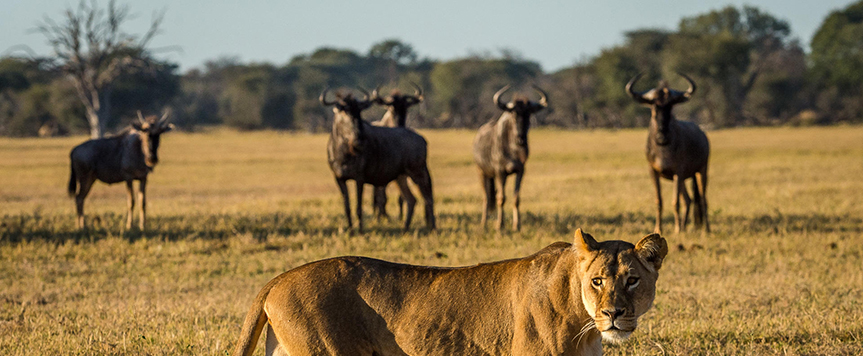 Lionne et gnous dans Hwange