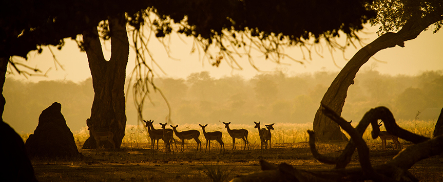 Parc de Mana Pools