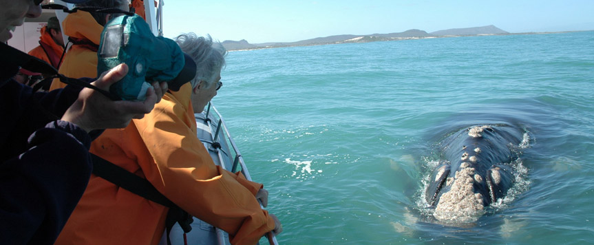 Croisière pour l'observation des baleines