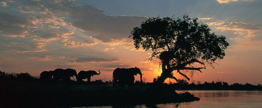 Elephants dans la rivière Chobe