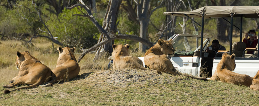 Safari et lions