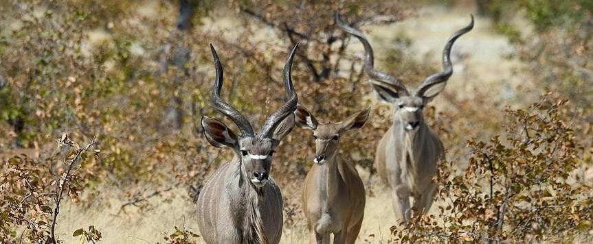 Deux kudus mâles et une femelle