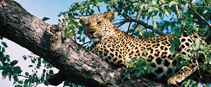 Leopard