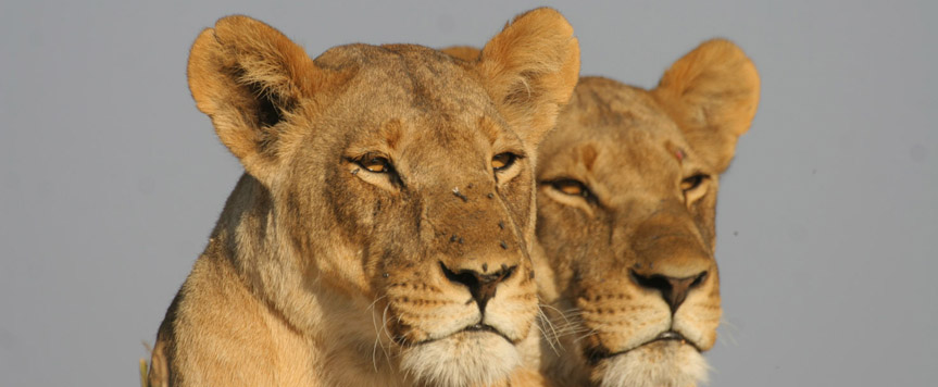 Lionnes