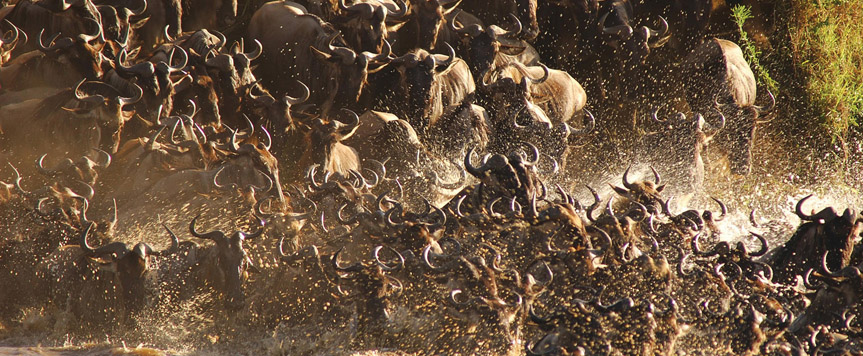 Migration des gnous traverse la Mara