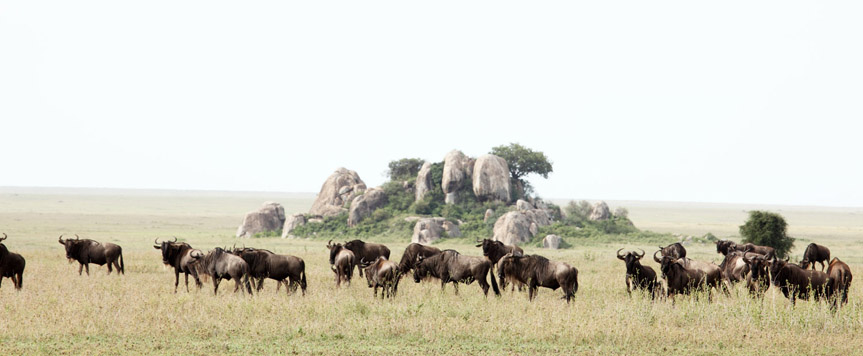 Moru Kopjes dans le Serengeti