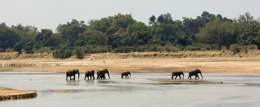Eléphants dans le South Luangwa
